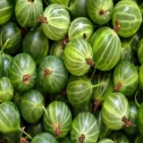 Da li je moguće zamrznuti ogrozd za zimu: prednosti, 5 načina zamrzavanja